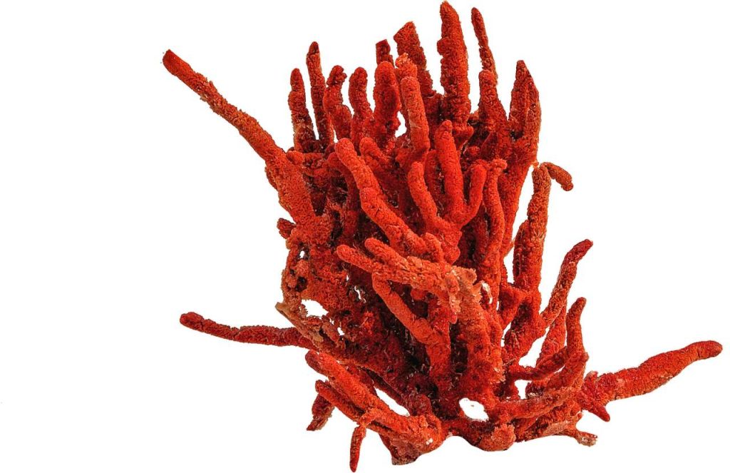 Corail rouge