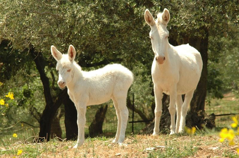 Asinara : ânes albinos
